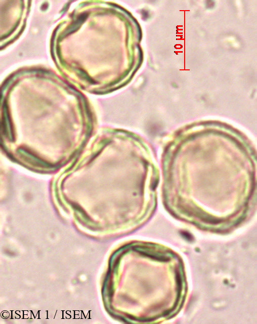 ISEM 1/Macaranga_peltata_3900/Macaranga_peltata_3900_0003(copy).jpg